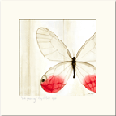 Pink Glasswing matted print