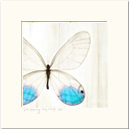 Tiffany Glasswing matted print