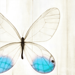 Tiffany Glasswing panel print